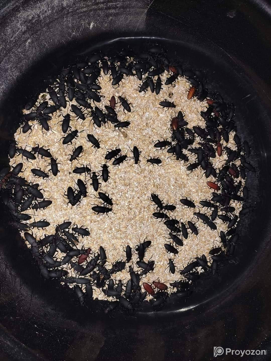 হাঁস, মুরগী, সৌখিন পাখি ও একুরিয়াম ফিশ এর আদর্শ খাবার