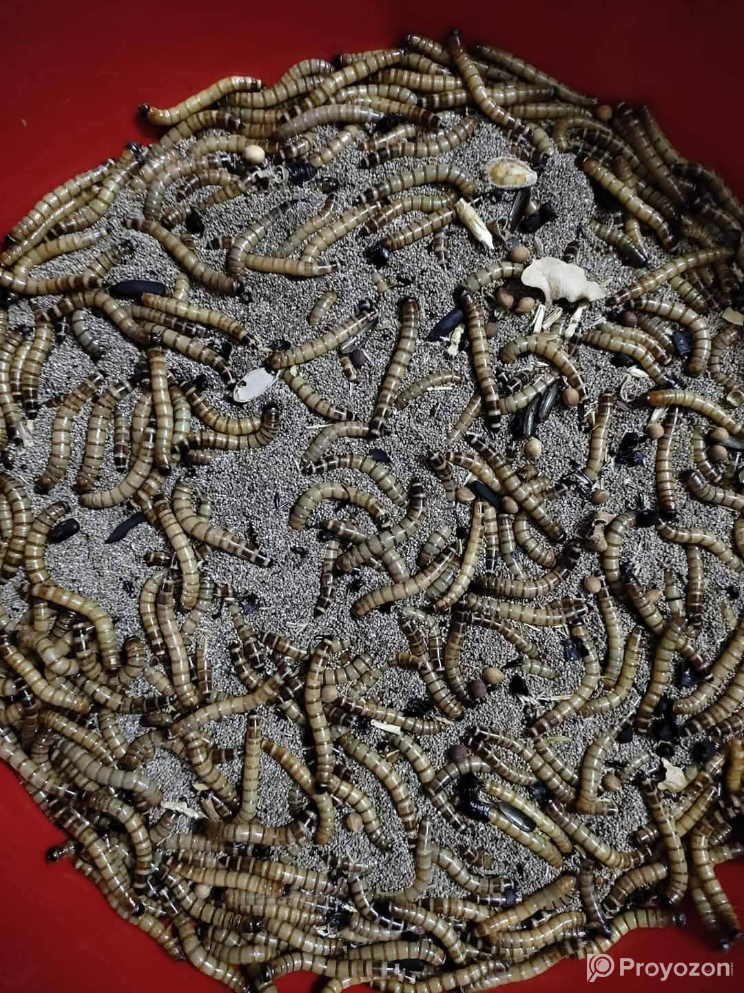 হাঁস, মুরগী, সৌখিন পাখি ও একুরিয়াম ফিশ এর আদর্শ খাবার