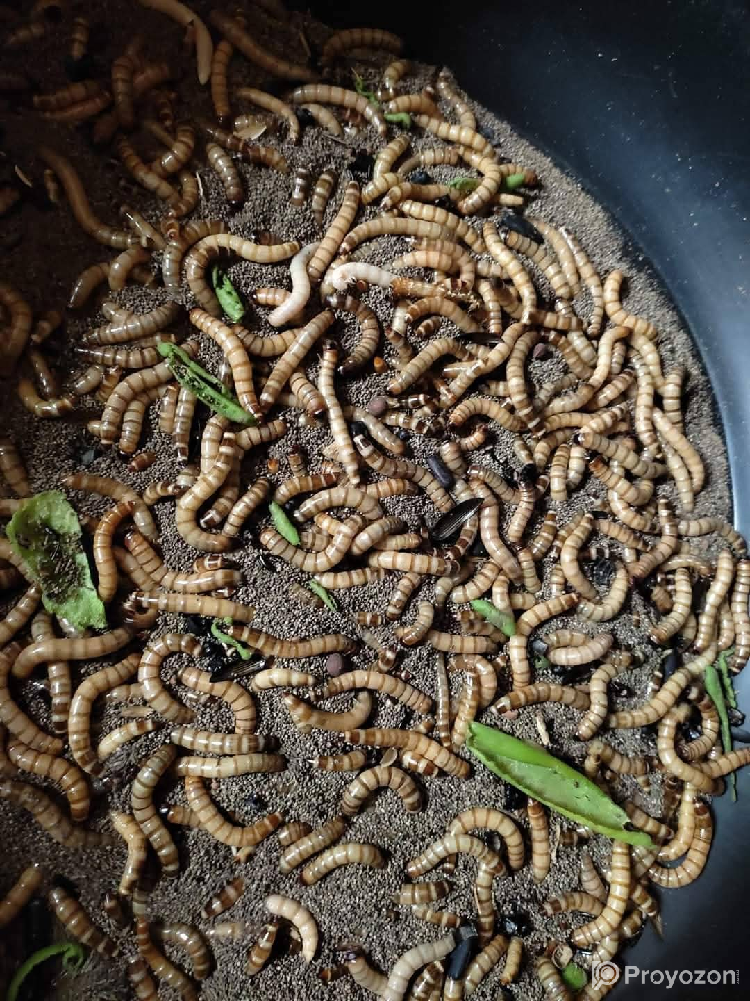 হাঁস, মুরগী, সৌখিন পাখি ও একুরিয়াম ফিশ এর আদর্শ খাবার