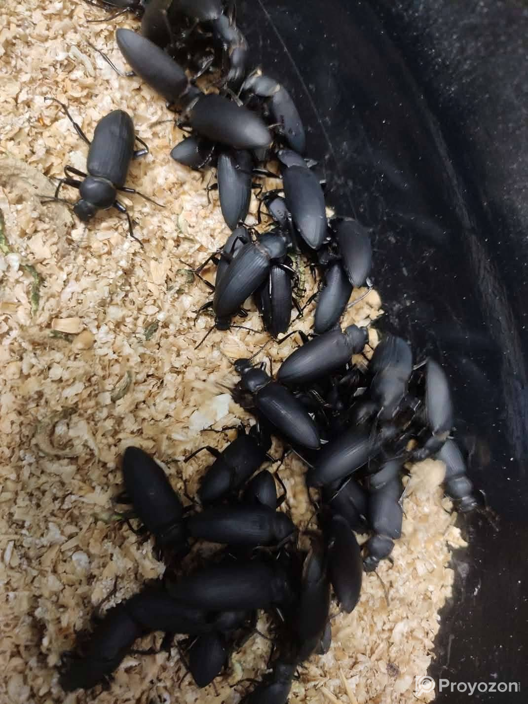 হাঁস, মুরগী, সৌখিন পাখি ও একুরিয়াম ফিশ এর আদর্শ খাবার