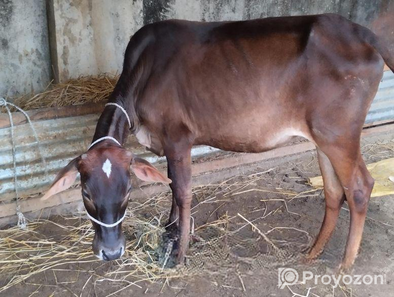 বকনা গরু