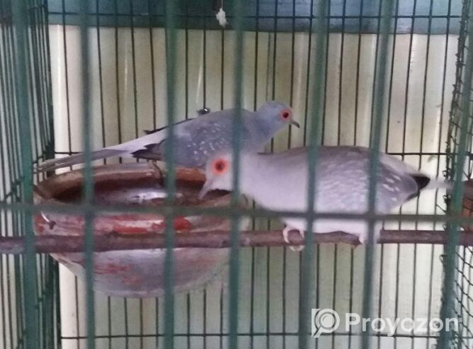 Dimond dove Sell Post