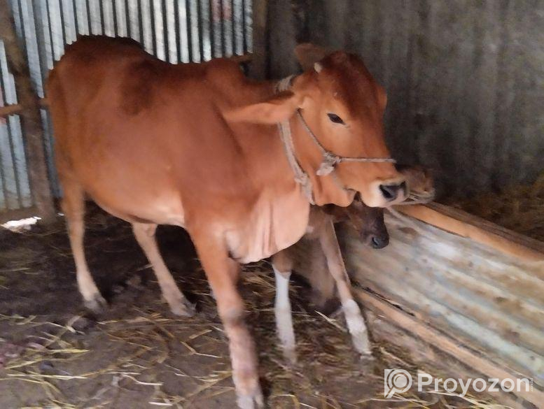 শাহ ওয়াল বকনা গরু