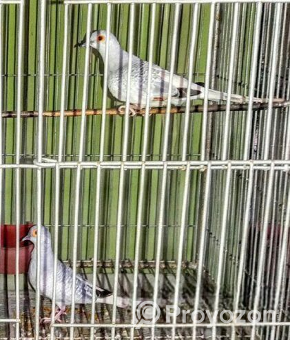 Dimond dove Sell Post