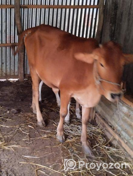 শাহ ওয়াল বকনা গরু