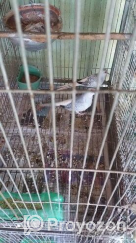 Dimond dove Sell Post