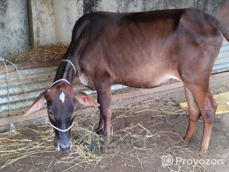 বকনা গরু বিক্রি হবে