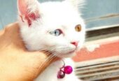 Female Cat