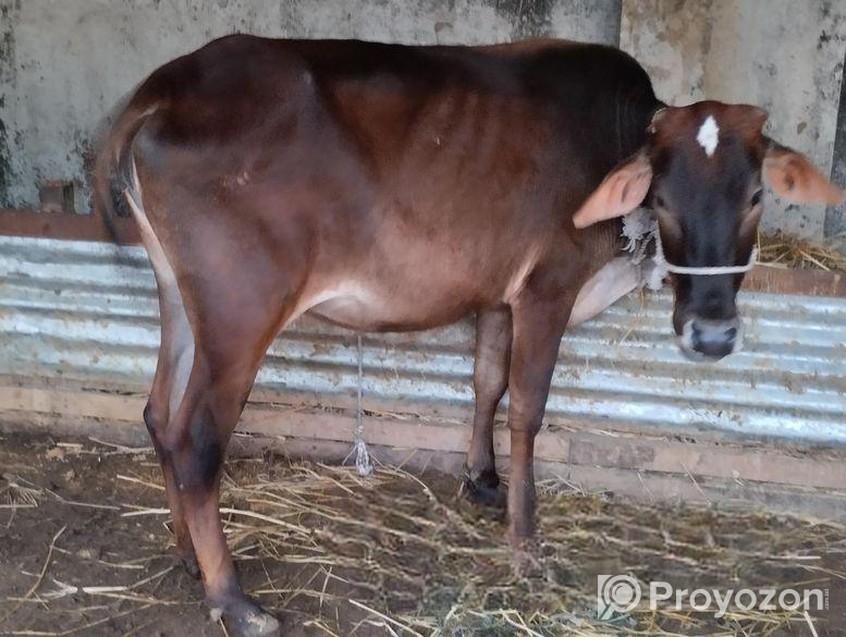 বকনা গরু