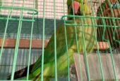 একটি টিয়া পাখি বিক্রি করা হবে।
