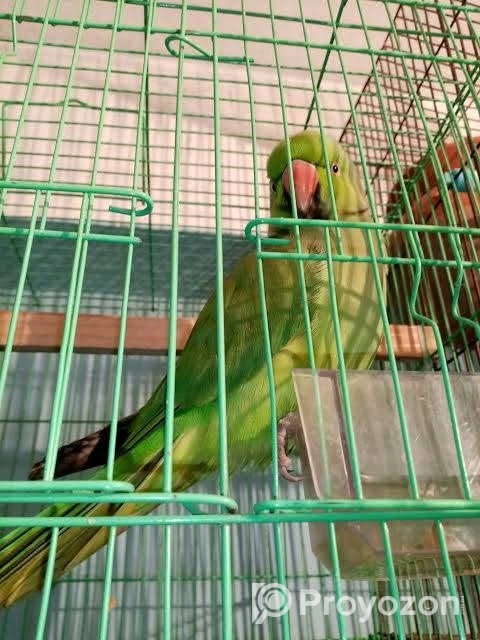 একটি টিয়া পাখি বিক্রি করা হবে।