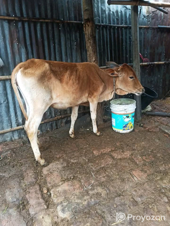 একটি গরু বিক্রি করা হবে।