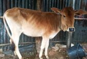 একটি গরু বিক্রি করা হবে।