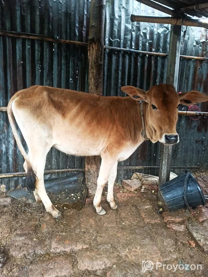 একটি গরু বিক্রি করা হবে।