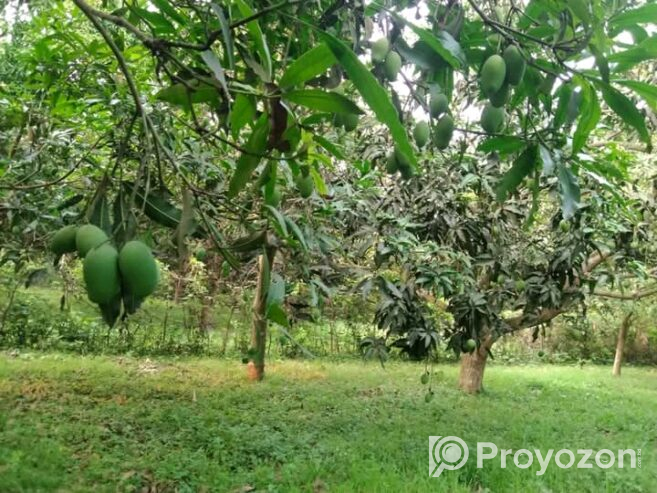 খুচরা ও পাইকারি দামে আম অর্ডার নেওয়া হয়।