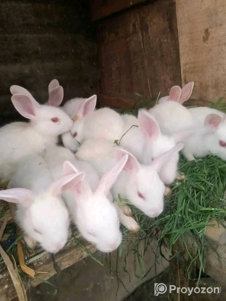 খরগোশের বাচ্চা বিক্রি করা হবে।
