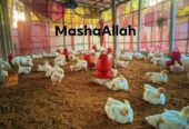 বয়লার মুরগি বিক্রি করা হবে।