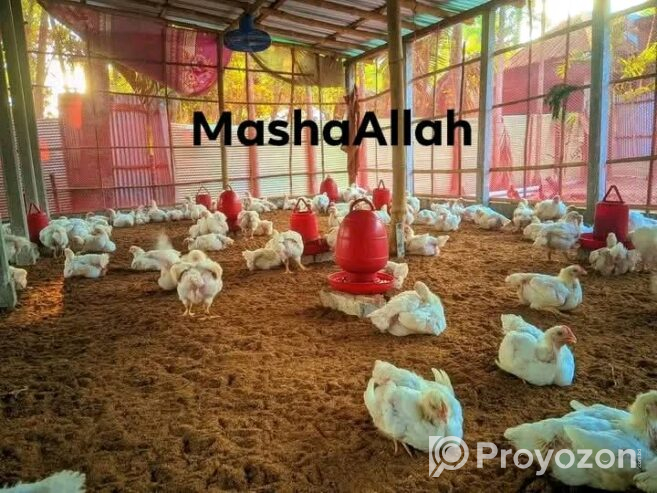 বয়লার মুরগি বিক্রি করা হবে।