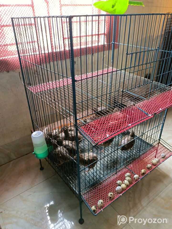 ডিম পাড়া কোয়েল পাখি বিক্রি করা হবে।