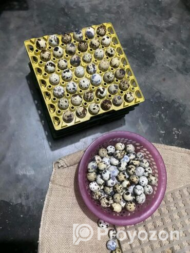 পাইকারি দামে জাপানি কোয়েল পাখির ডিম বিক্রি করা হবে।