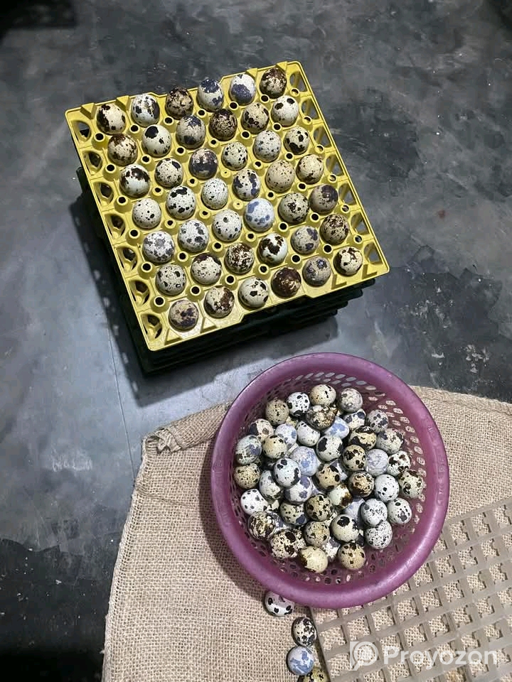 পাইকারি দামে জাপানি কোয়েল পাখির ডিম বিক্রি করা হবে।
