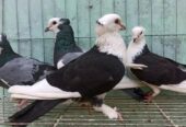 রাজ গোল্লা রানিং জোড়া বিক্রি করা হবে।