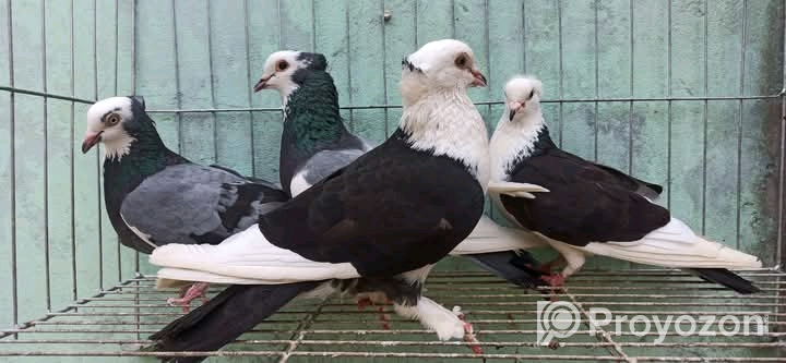 রাজ গোল্লা রানিং জোড়া বিক্রি করা হবে।