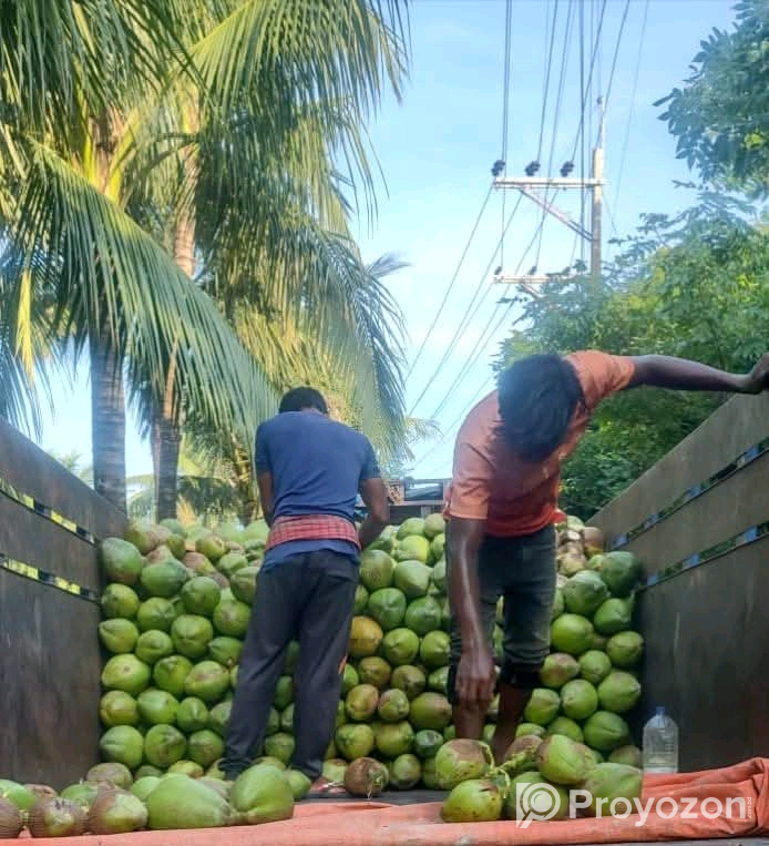 পাইকারি দামে ডাব ও নারকেল বিক্রি করা হবে।