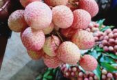 দেশি লিচু বিক্রি করা হবে।