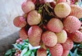 দেশি লিচু বিক্রি করা হবে।