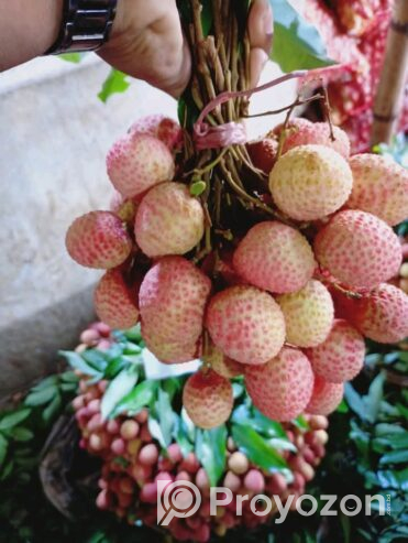 দেশি লিচু বিক্রি করা হবে।