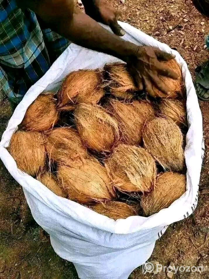 পাইকারি দামে নারকেল বিক্রি করা হবে।