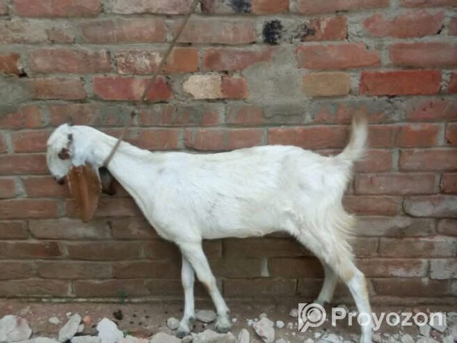 দুইটা ছাগল বিক্রি করা হবে।