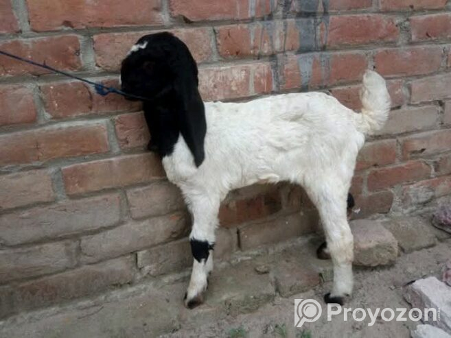 দুইটা ছাগল বিক্রি করা হবে।