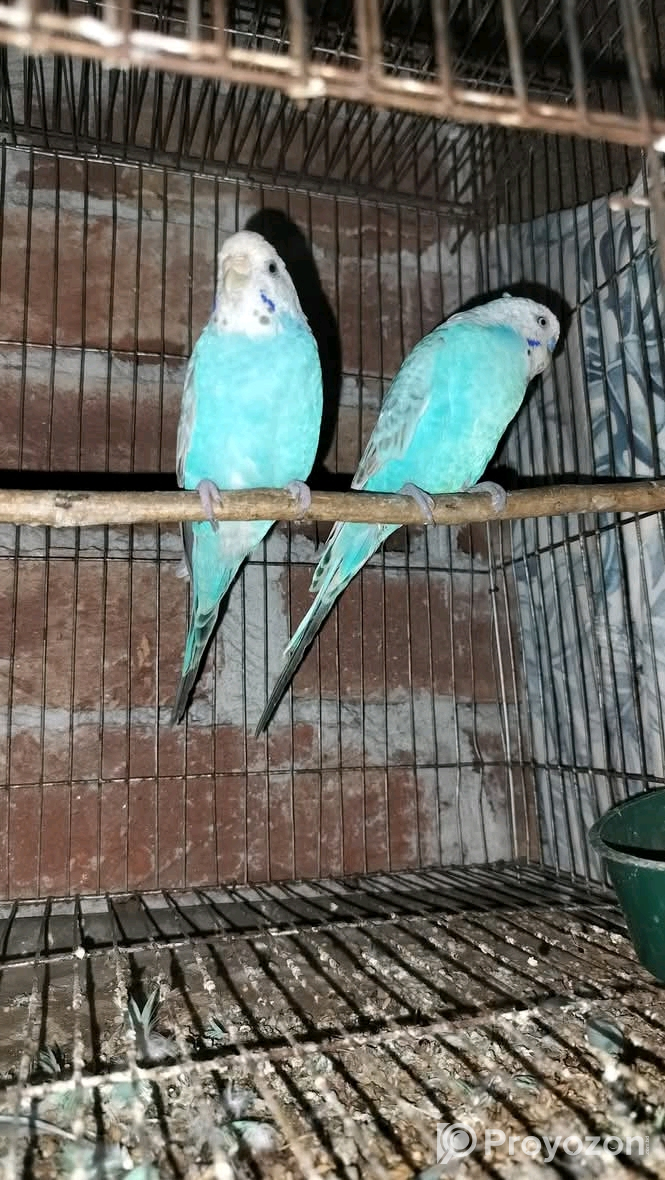 বাজিগর পাখি বিক্রি করা হবে।