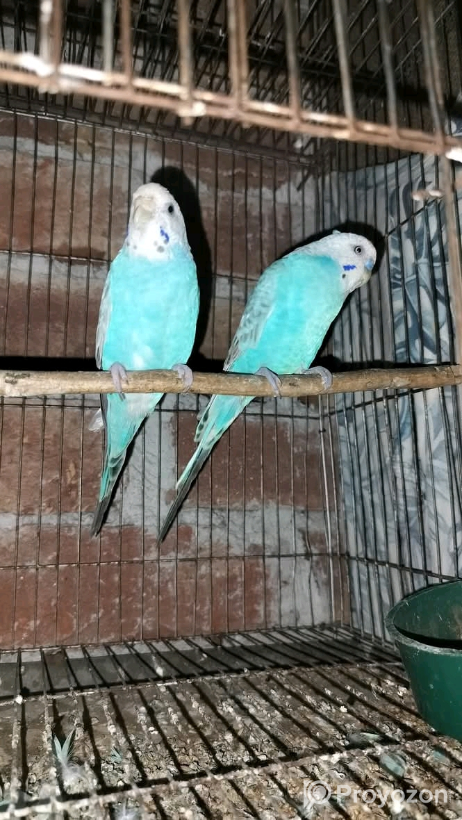 বাজিগর পাখি বিক্রি করা হবে।