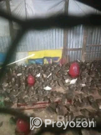 পুরুষ কোয়েল পাখি বিক্রি করা হবে।