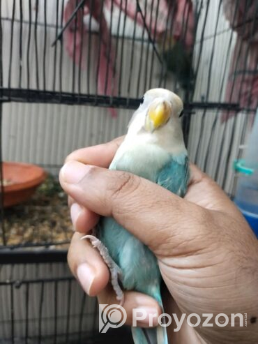 টেম লাভ বার্ড বিক্রি হবে।