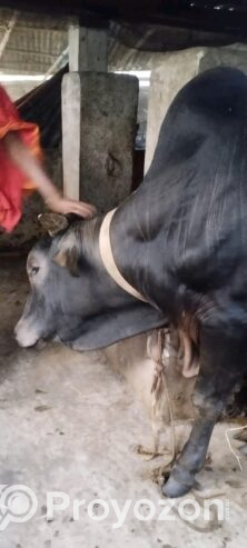 একটি খাটি দেশি জাতের গরু বিক্রি করা হবে।