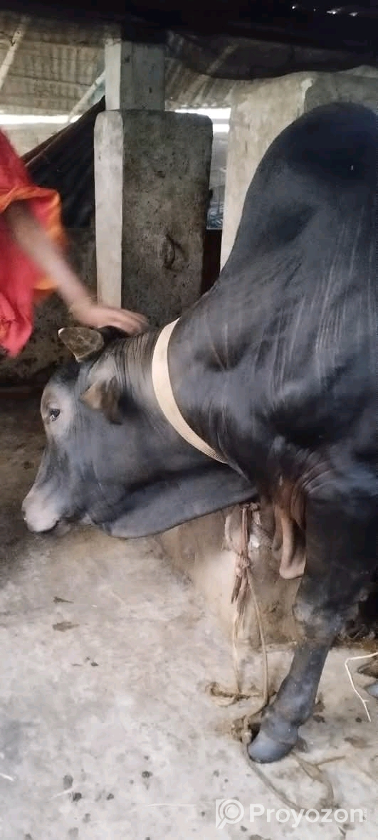 একটি খাটি দেশি জাতের গরু বিক্রি করা হবে।