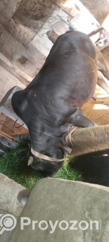 একটি খাটি দেশি জাতের গরু বিক্রি করা হবে।