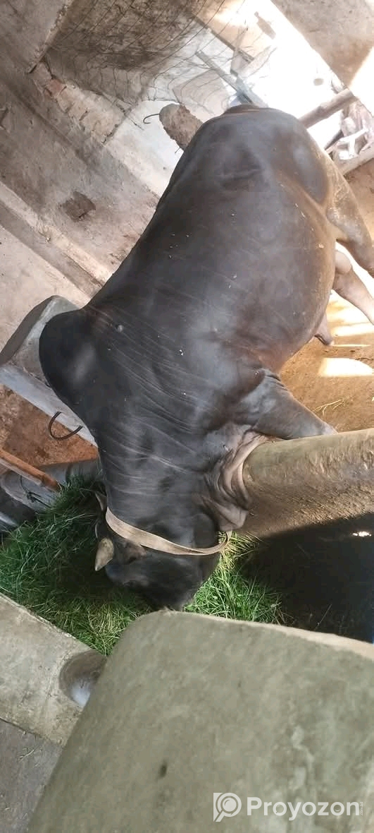 একটি খাটি দেশি জাতের গরু বিক্রি করা হবে।
