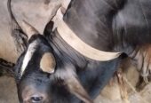 একটি খাটি দেশি জাতের গরু বিক্রি করা হবে।