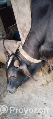 একটি খাটি দেশি জাতের গরু বিক্রি করা হবে।