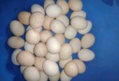 দেশি মুরগির ডিম বিক্রি করা হবে।