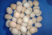 দেশি মুরগির ডিম বিক্রি করা হবে।