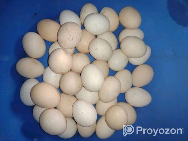 দেশি মুরগির ডিম বিক্রি করা হবে।