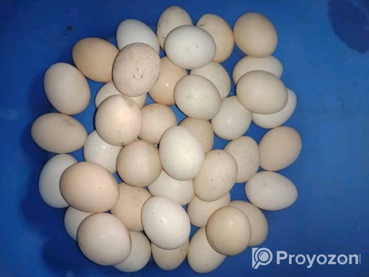 দেশি মুরগির ডিম বিক্রি করা হবে।