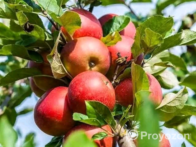 পাঁচ রকমের আপেলের কলম চারা বিক্রি করা হবে।