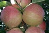 পাঁচ রকমের আপেলের কলম চারা বিক্রি করা হবে।